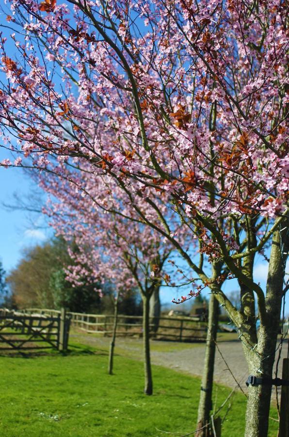 Hopgarden Glamping Luxury Shepherds Huts Wadhurst Exterior foto
